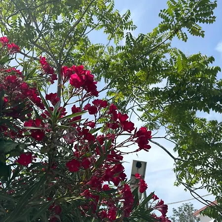 Gæstehus I Delfini 4*