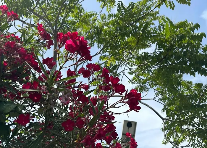 Gasthuis I Delfini 4*