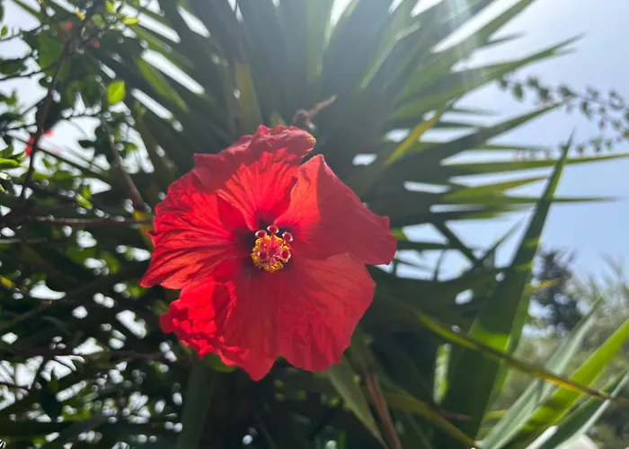 Guest house I Delfini